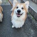 なんでも独り占めしたいコーギーのアルくん1歳