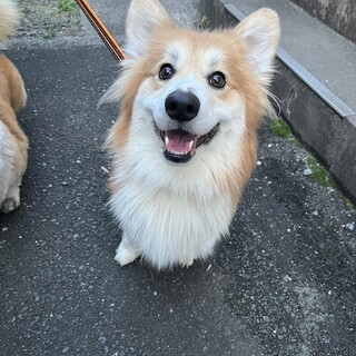 なんでも独り占めしたいコーギーのアルくん1歳