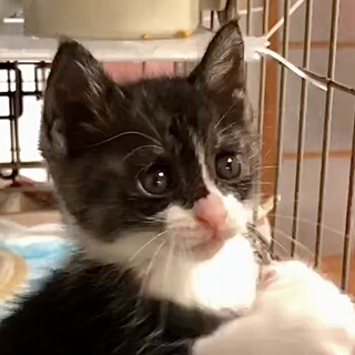 授乳～人が大好き甘え子グレー系＆白のソア姫