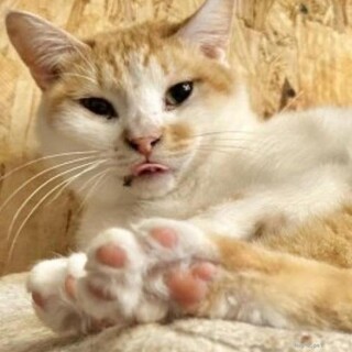 小柄な茶白坊や２歳キョン君、よく遊ぶ気の良い子