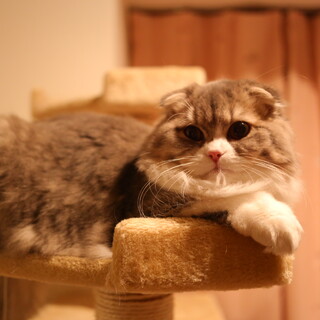 団子ちゃんの里親募集中