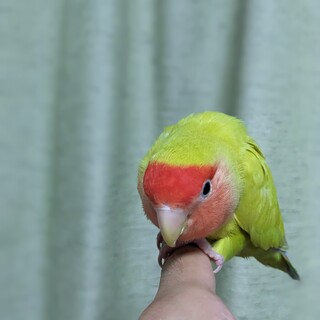 一旦停止/コザクラインコ２羽(♂♀)の里親募集