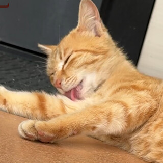 付いて来る♡小さな茶トラ♡4ヶ月くらい♡美人さん