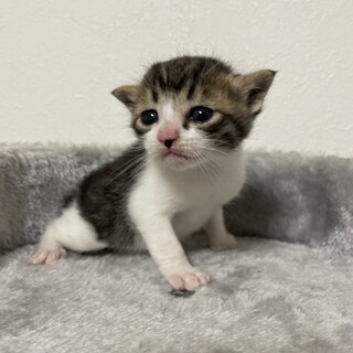 【兄弟譲渡】かわいいキジ白ちゃん