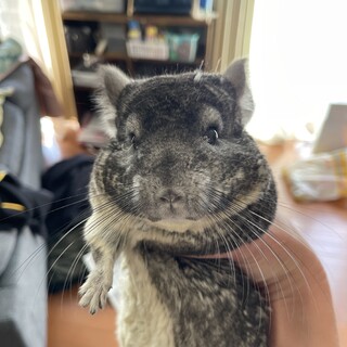 グレー　チンチラ　メス　4歳