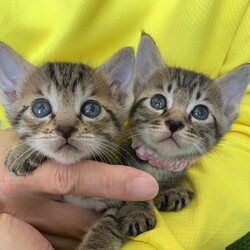 in大府市☆保護猫をオウチに迎えよう！☆2024年5月4日（土）～ 非営利団体「ちーむ にゃいんず」