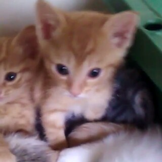 とっても可愛い茶トラちゃん