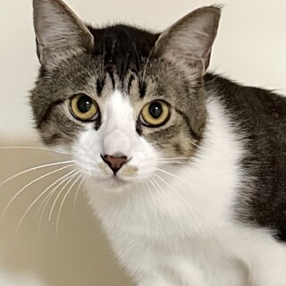 ちょっとビビリなイケメン　キジ太君