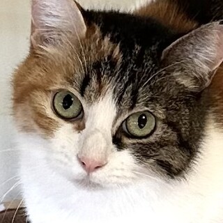 ちょっとビビリなプリティミケの　みりんちゃん