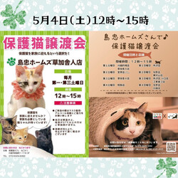 島忠ホームズ草加舎人店保護猫譲渡会