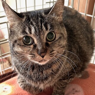 ちょっとビビりなキジトラ　卯月ちゃん