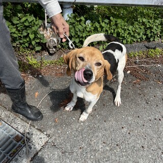 かしこくて可愛くて人懐っこいリュウくん