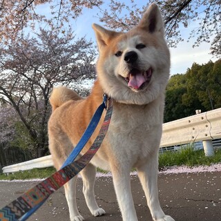立派な男の子秋田犬けんじ