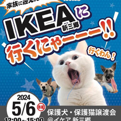 IKEA新三里　　保護犬・保護猫譲渡会