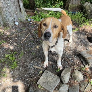 賢くて可愛くて人懐っこいリョウくん