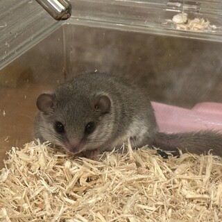 アフリカヤマネ　おそらくオス　2匹　募集一時停止