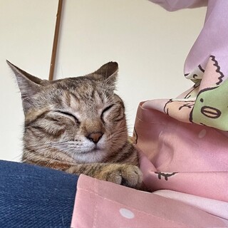 抱っこ大好き甘えんぼ　まごころちゃん