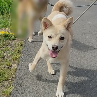 アウトドア大好き♪でもまだ少し人が怖いおすぎです♪