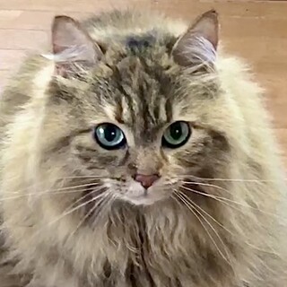 ご家族の事情で・優雅な長毛の美人可愛い若葉姫