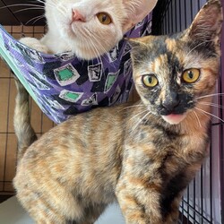 保護猫譲渡会@ネコリパハウス高円寺