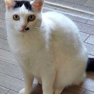 鼻ポチが可愛い！！はっちくん♪