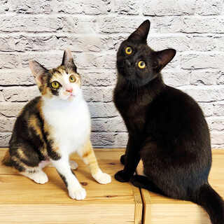 【7/15芝浦】スリゴロ君とツンデレ姫☆仲良し兄妹