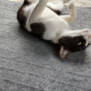 足をケガして野良に戻れない子を保護しています