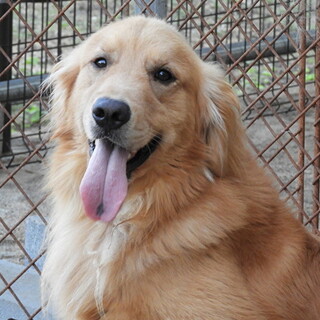 2歳ゴールデン男の子