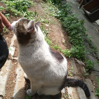 避妊済み雌猫 3〜4歳です (リンリン)