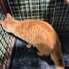 1匹飼いに。イケメン甘えん坊茶トラ5歳チータ君。 サムネイル4