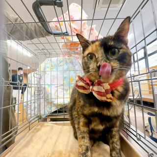 5/19千葉ෆ⃛天真爛漫女子ෆ⃛ピッコロ嬢