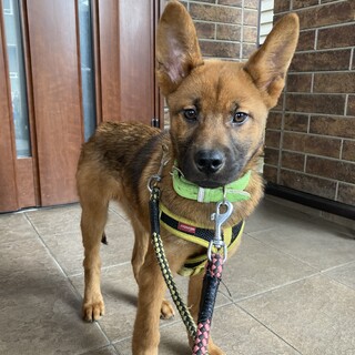 保健所からレスキュー！　甲斐犬のようなワラビ君！