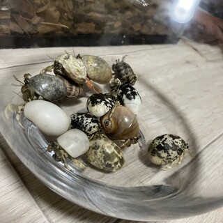 オカヤドカリ　13匹