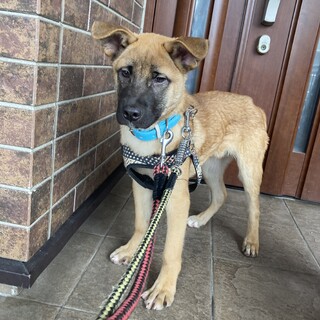 保健所からレスキュー！　ボクサー顔のアスター君