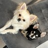 うちの愛犬です‼︎