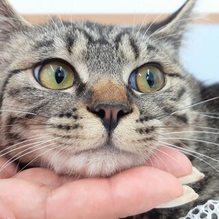 ありがとうございました