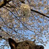 よもぎ123