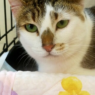 可憐な鳴き声　かれんちゃん