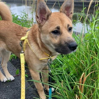 去勢手術済み人が大好き生後6カ月の子犬