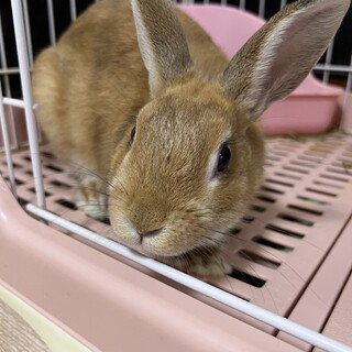 ネザーランドドワーフのオス