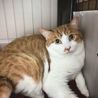 人馴れ修行中❤️チャシロ乙花ちゃん