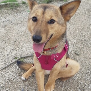 野犬の保護犬・穏やかで小柄なくるみちゃん♀