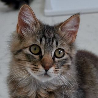 トライアル中！