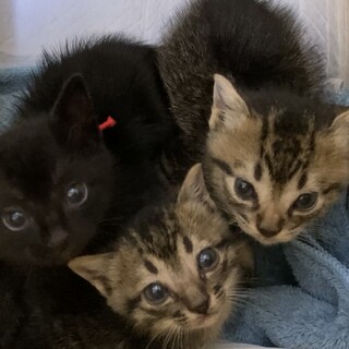 生後1ヶ月☆3姉妹です