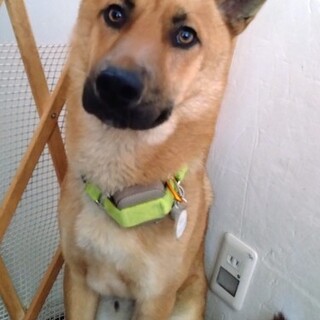 お散歩大好き、元気な食いしん坊男子  たける