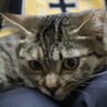 とってもなつっこい麦わらの花ちゃん！ サムネイル5