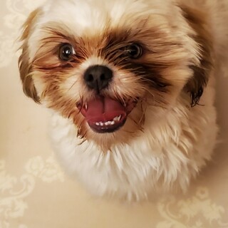 おっとりシーズー