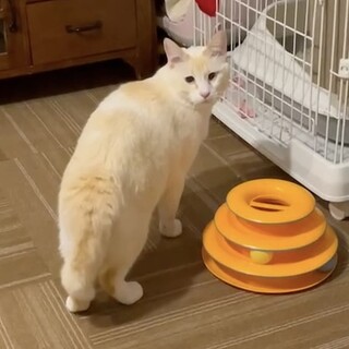 【5/19月島】初心者歓迎の甘えん坊一匹飼い希望