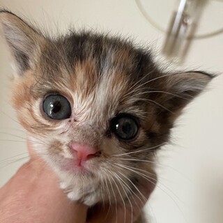 洋猫ミックス手乗り猫みけちゃんときじちゃんペアで