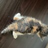 洋猫ミックス手乗り猫みけちゃんときじちゃんペアで サムネイル2